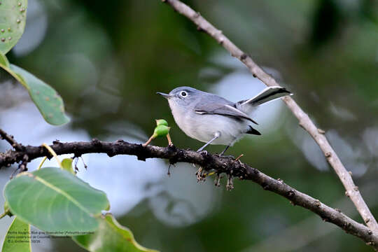 Image of Polioptila caerulea cozumelae Griscom 1926