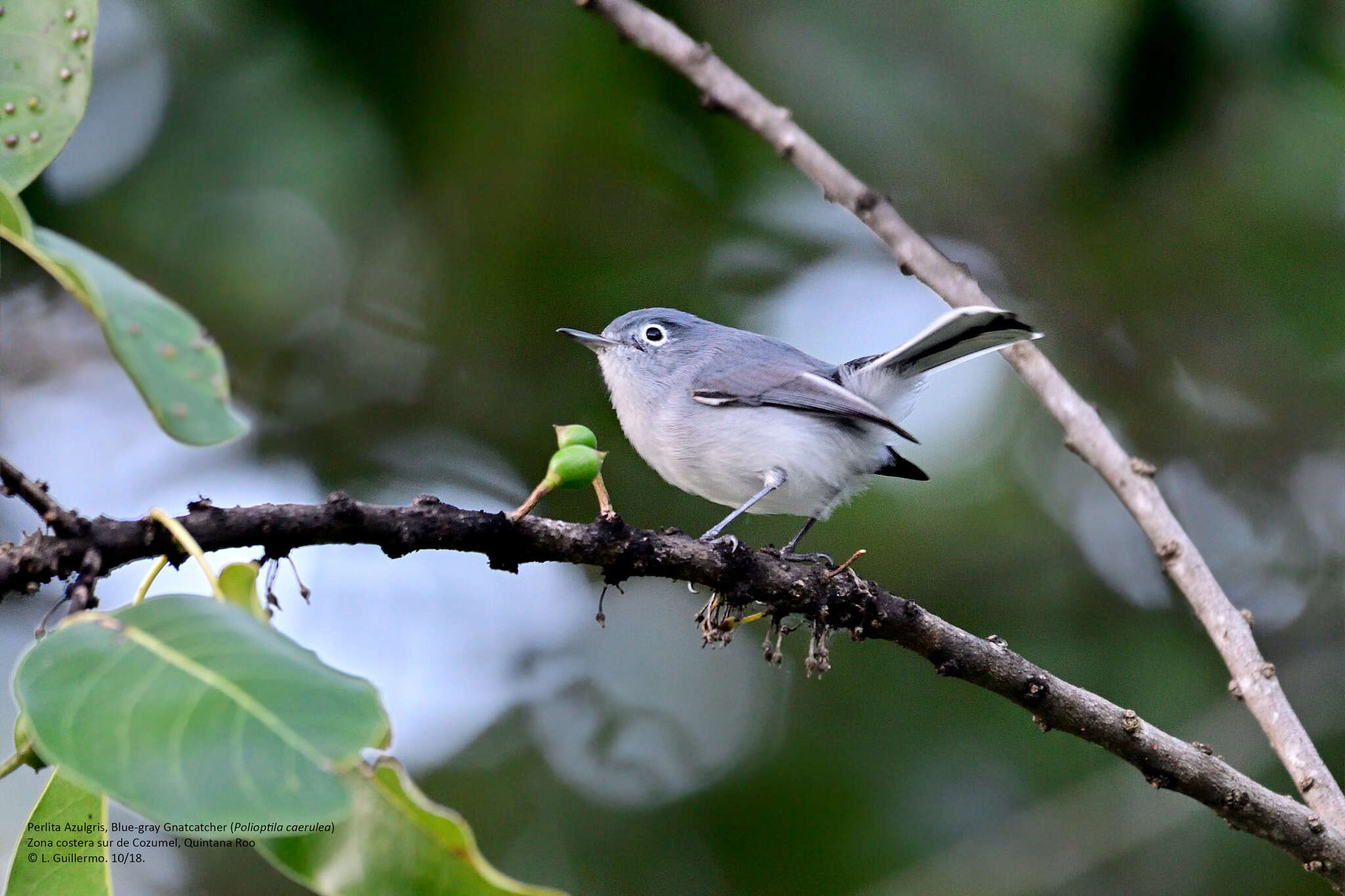 صورة Polioptila caerulea cozumelae Griscom 1926