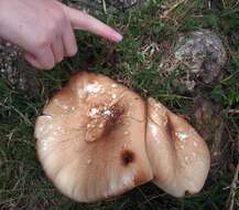 Слика од Cyclocybe parasitica (G. Stev.) Vizzini 2014