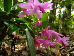 Plancia ëd Schlumbergera opuntioides (Loefgr. & Dusén) D. R. Hunt