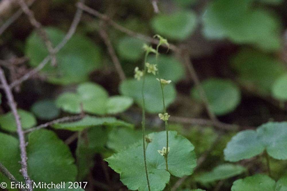 Image of naked miterwort