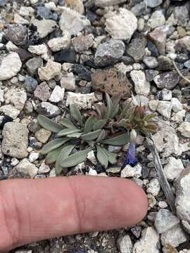 Image of Penstemon dolius var. dolius