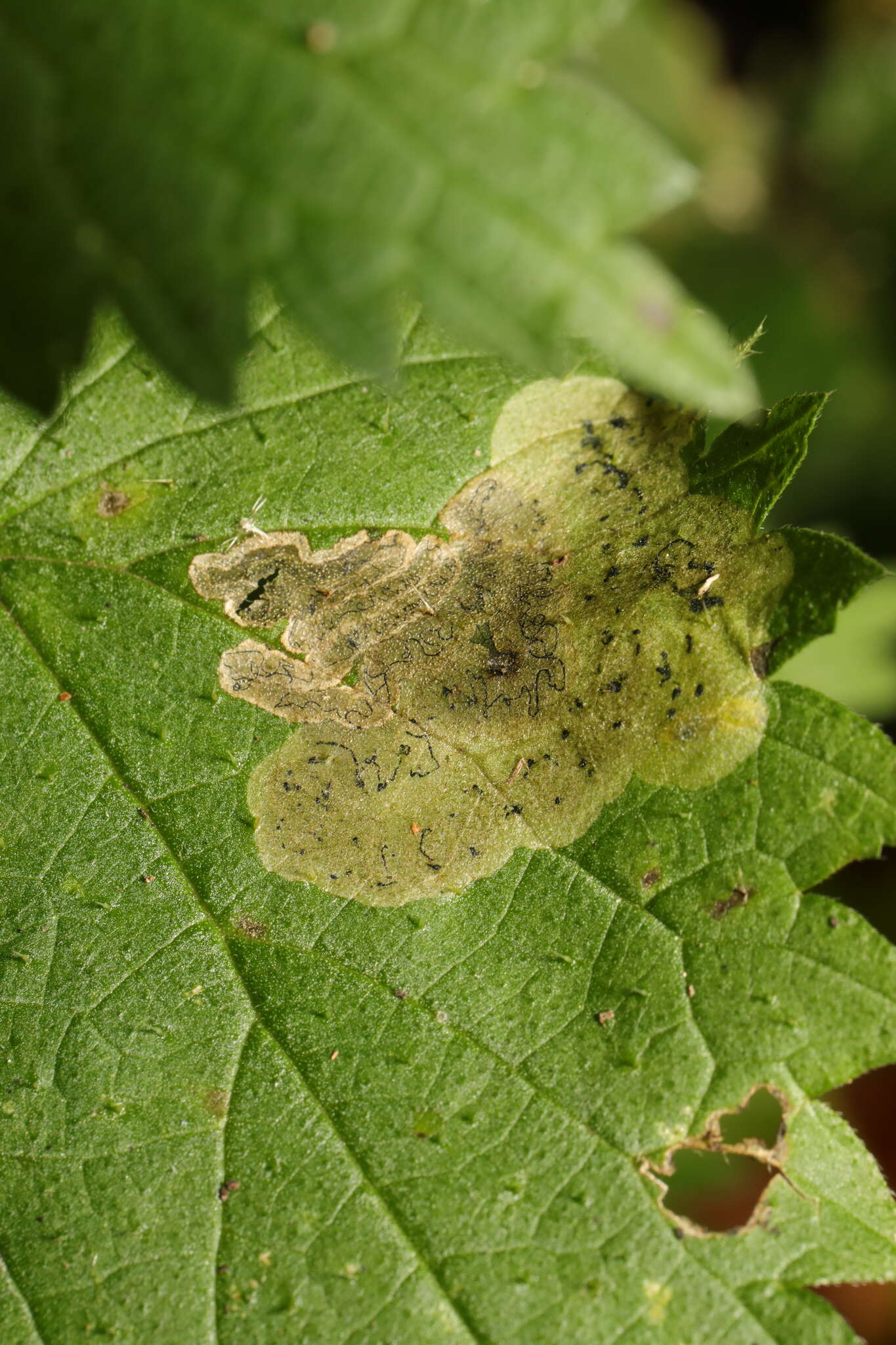 Слика од Agromyza anthracina Meigen 1830