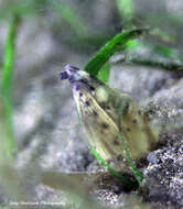 Image of Highfin snake eel