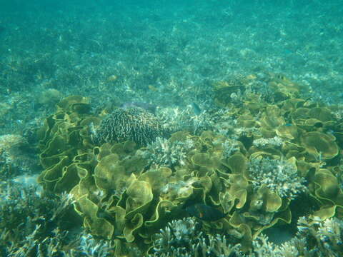 Image of Yellow scroll coral