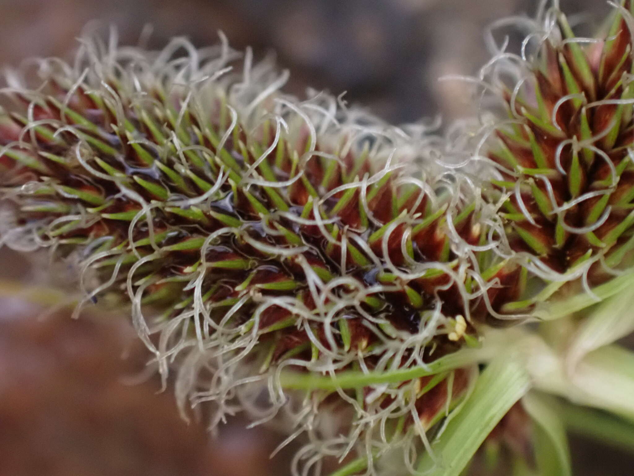 Image of Cyperus bracheilema (Steud.) Mattf. & Kük.