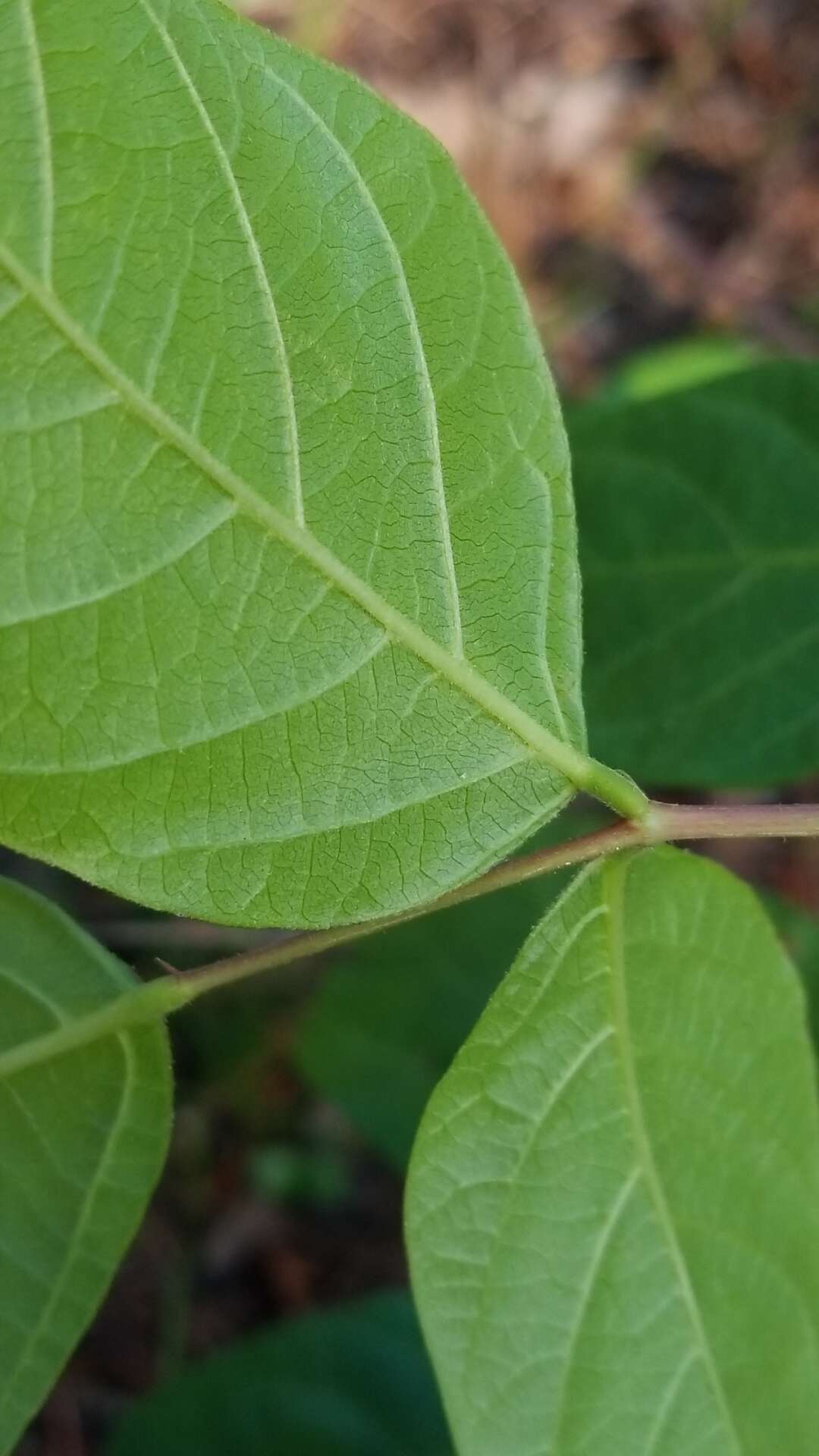 Sivun Desmodium fernaldii B. G. Schub. kuva