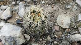 Image of rhinoceros cactus