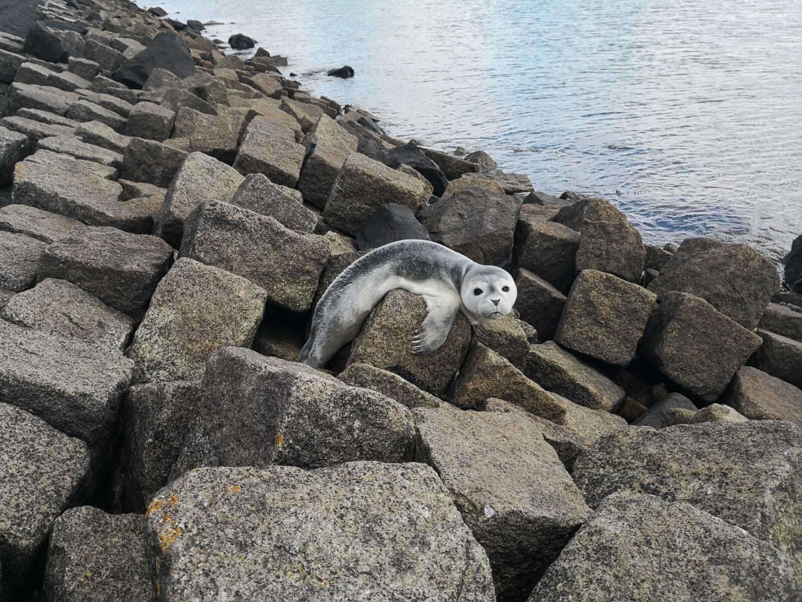 Image of Phoca vitulina vitulina Linnaeus 1758