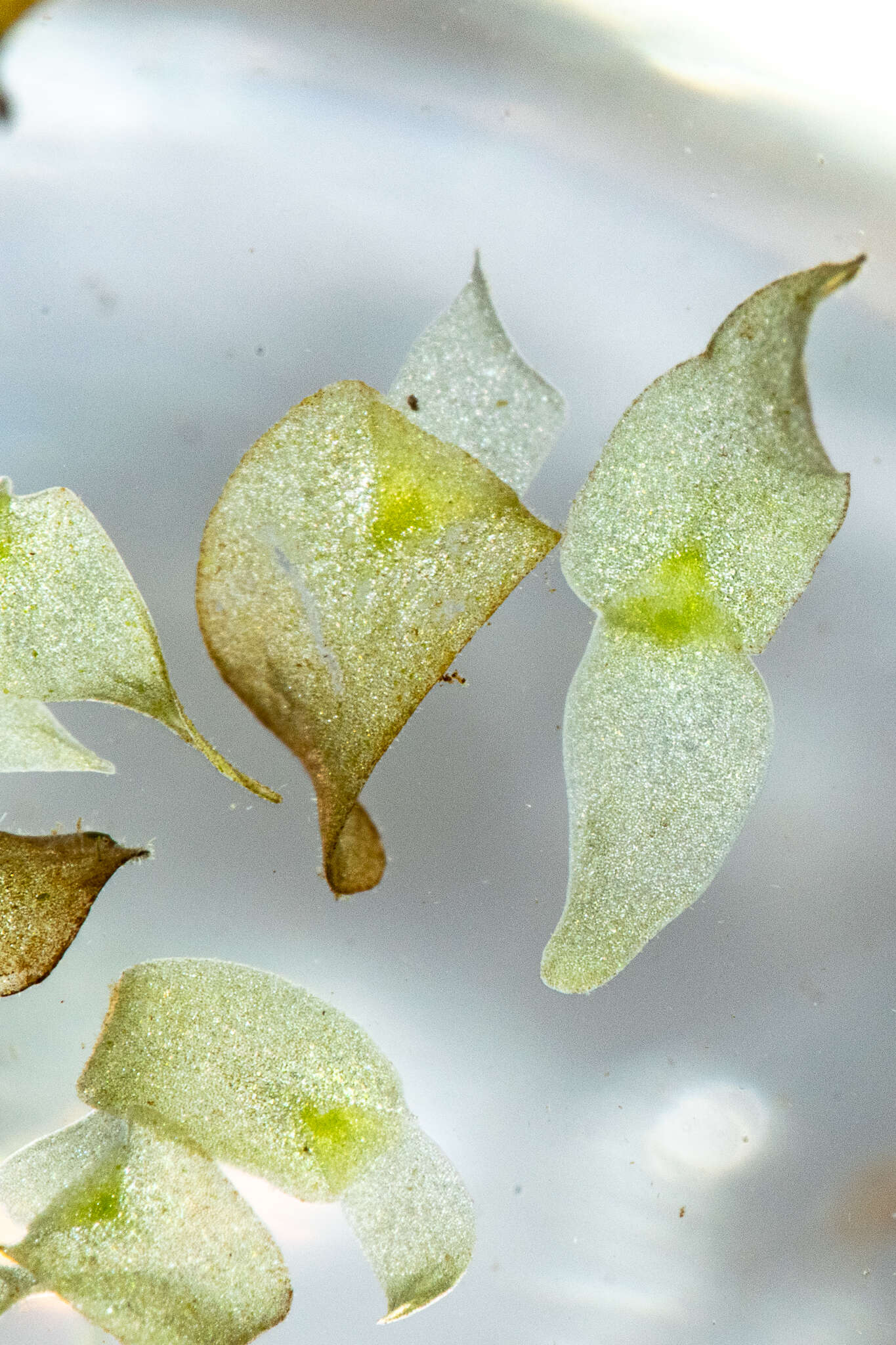 Imagem de Wolffiella lingulata (Hegelm.) Hegelm.