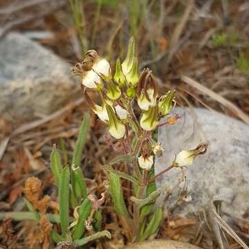 Image of Ceropegia thunbergii (N. E. Br.) Bruyns