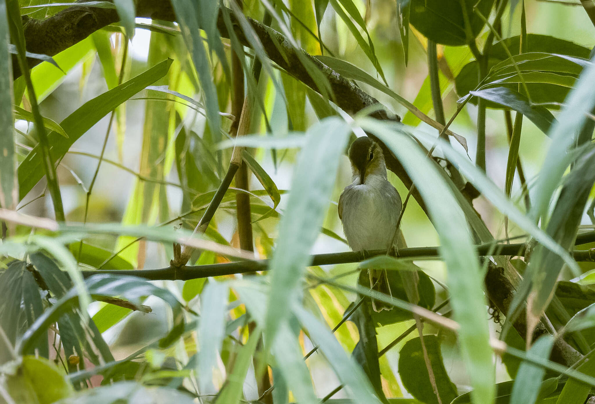 Image of Lemon-throated Leaf Warbler