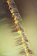 Image of Lopsided Indian Grass