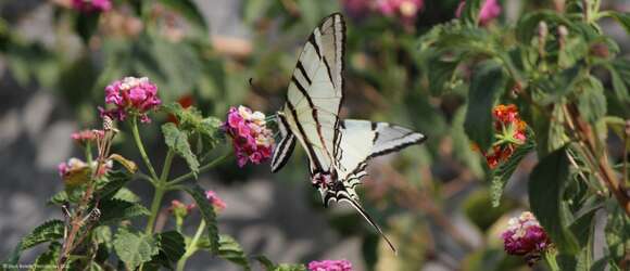 Image of Protographium epidaus (Doubleday 1846)