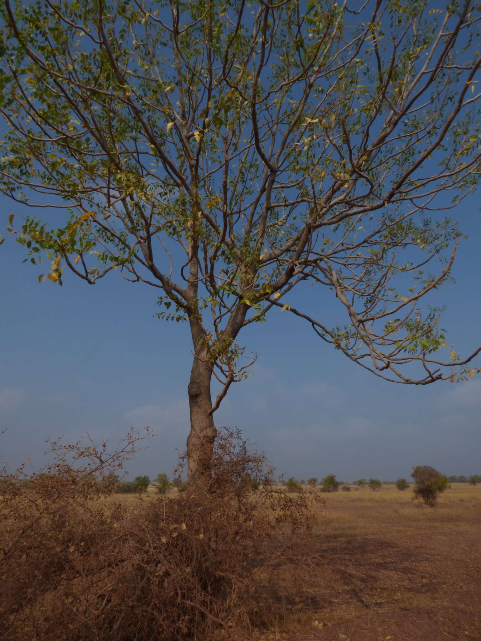 Sivun Ailanthus excelsa Roxb. kuva