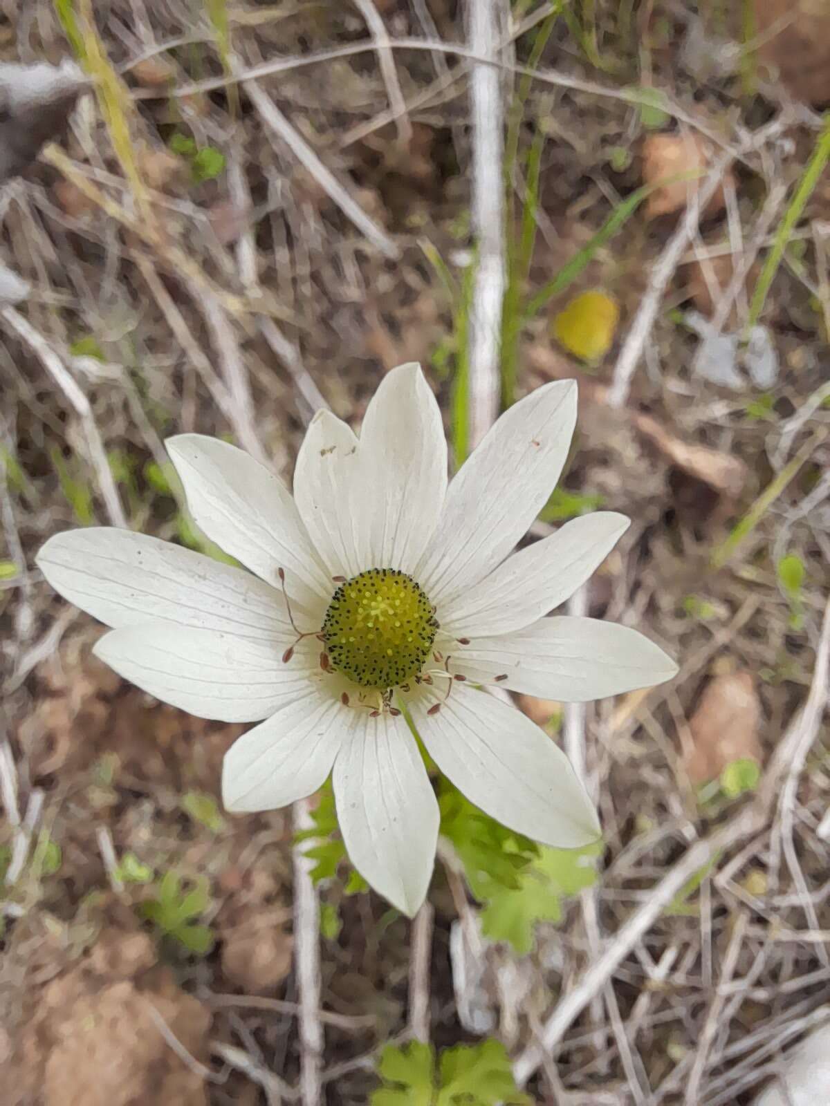 Image of Anemone decapetala Ard.