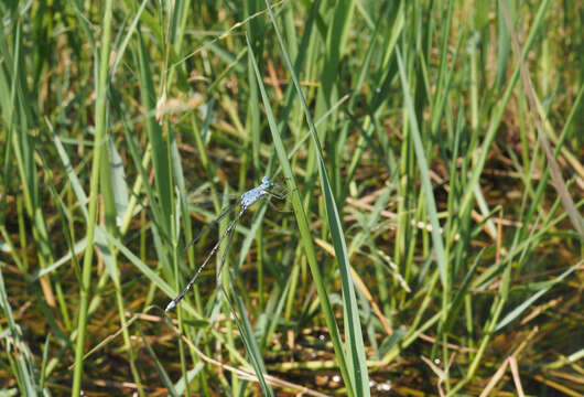 Image de Lestes praemorsus Hagen ex Selys 1862