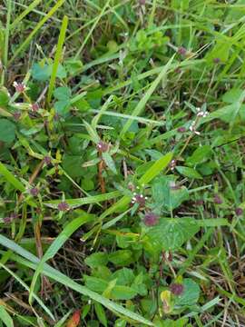 Image of Woodland False Buttonweed