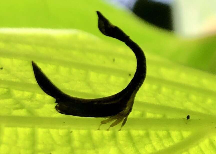 Imagem de Cladonota (Falculifera) apicalis Stål