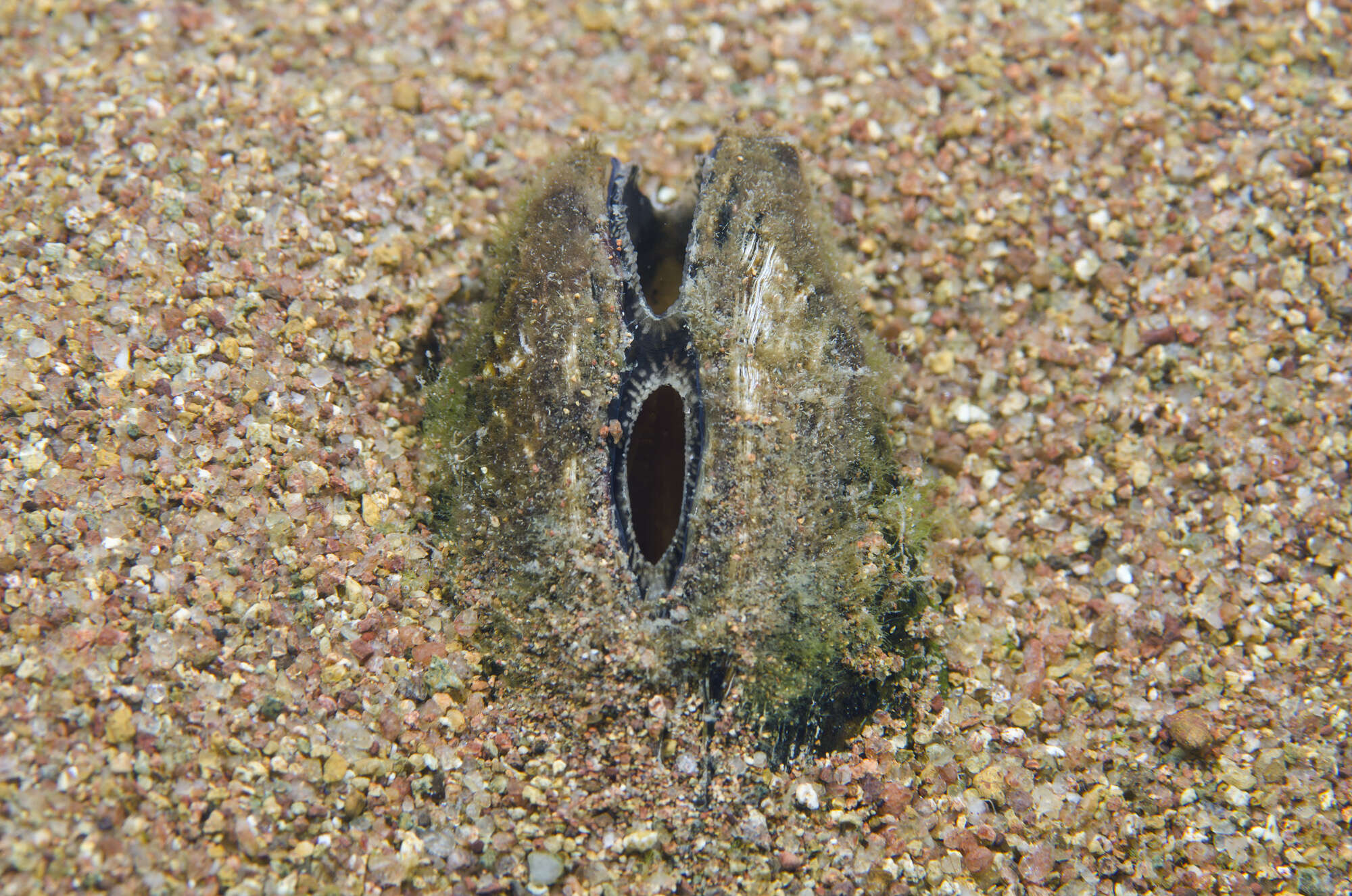 Image of <i>Pleiodon spekii</i>