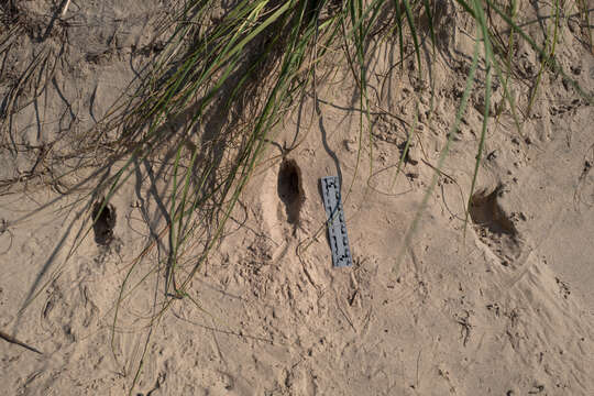 Image of Gulf Coast Kangaroo Rat