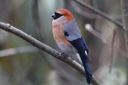 Image of Red-headed Bullfinch