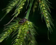 Image of Mormidea (Mormidea) pama Rolston 1978