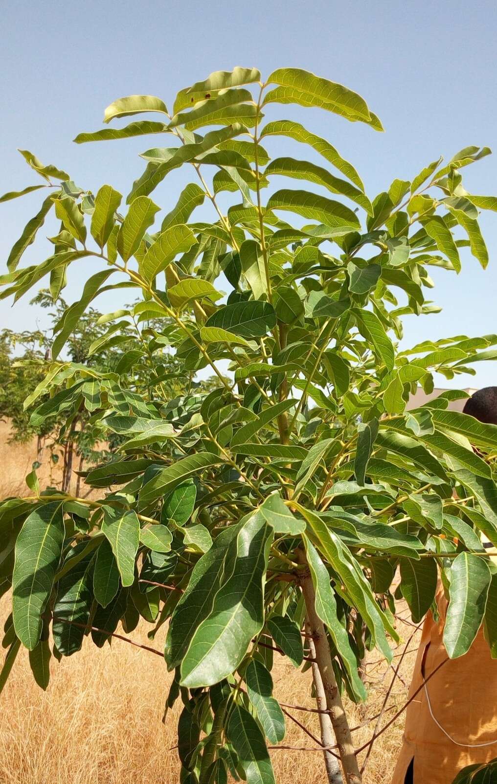 Image of African Mahogany