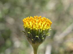 Sivun Encelia frutescens (A. Gray) A. Gray kuva