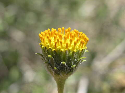 Sivun Encelia frutescens (A. Gray) A. Gray kuva