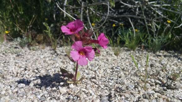 Imagem de Diplacus bigelovii (A. Gray) G. L. Nesom