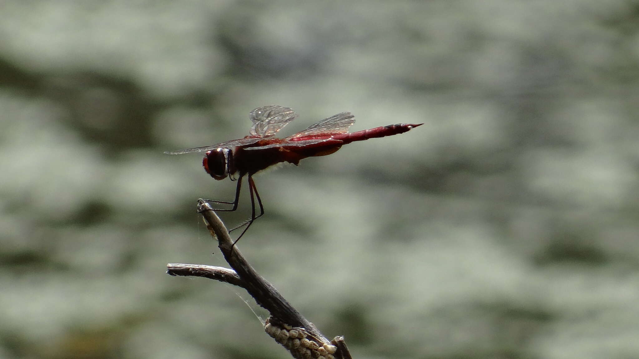 Tramea abdominalis (Rambur 1842) resmi