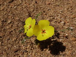 Imagem de Camissonia campestris (Greene) Raven