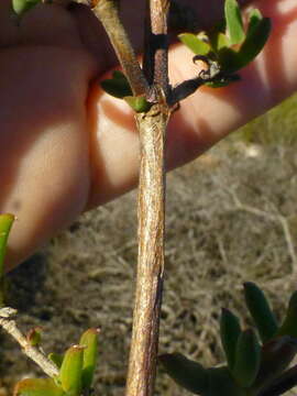 Delosperma asperulum (Salm-Dyck) L. Bol. resmi