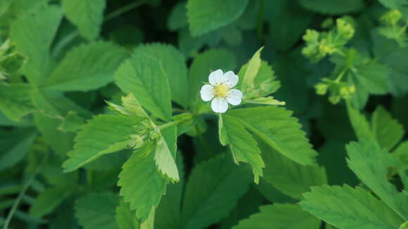 Image de Potentilla elatior Willd. ex Schltdl.