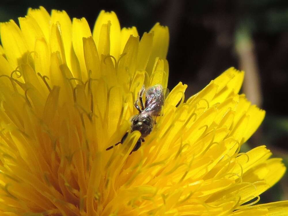 Lasioglossum coactum (Cresson 1872)的圖片