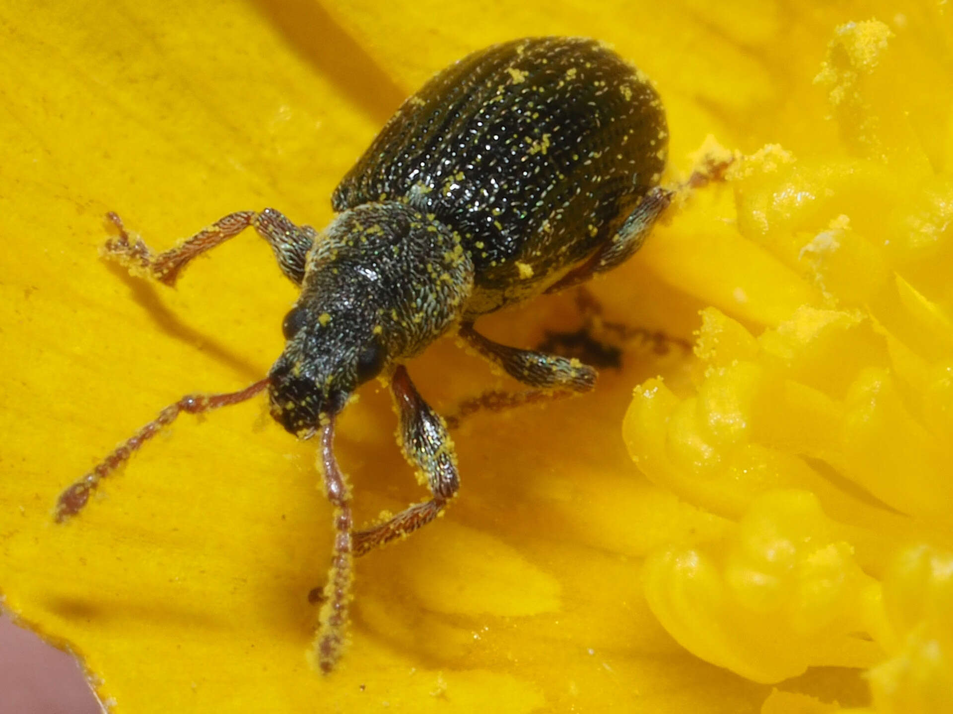 Image of Green Nettle Weevil
