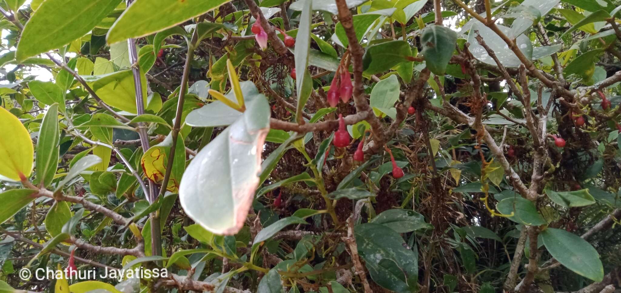 Image of Medinilla fuchsioides Gardn.