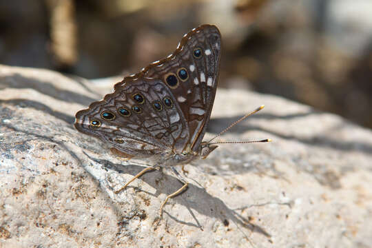 Image de Asterocampa leilia Edwards 1874