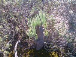 Image of Tylecodon wallichii subsp. wallichii