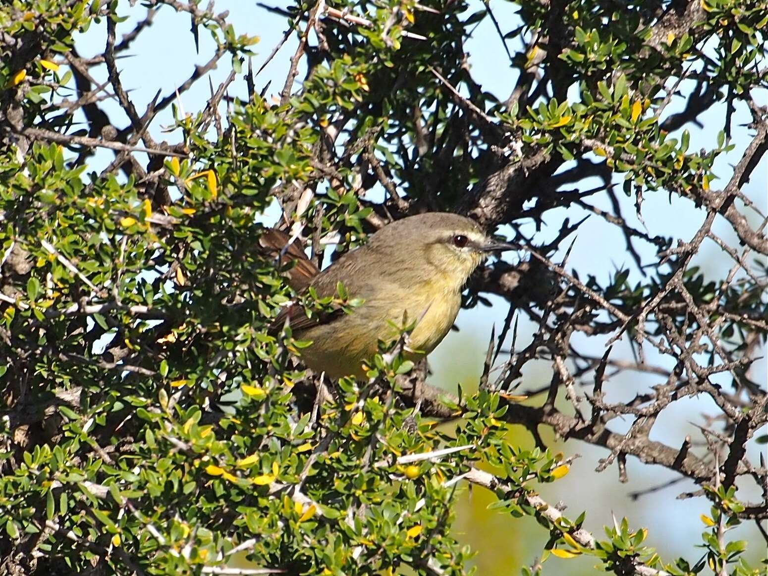 Image of Greater Wagtail-Tyrant