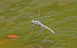 Image of <i>Orthetrum brunneum cycnos</i> Selys 1848