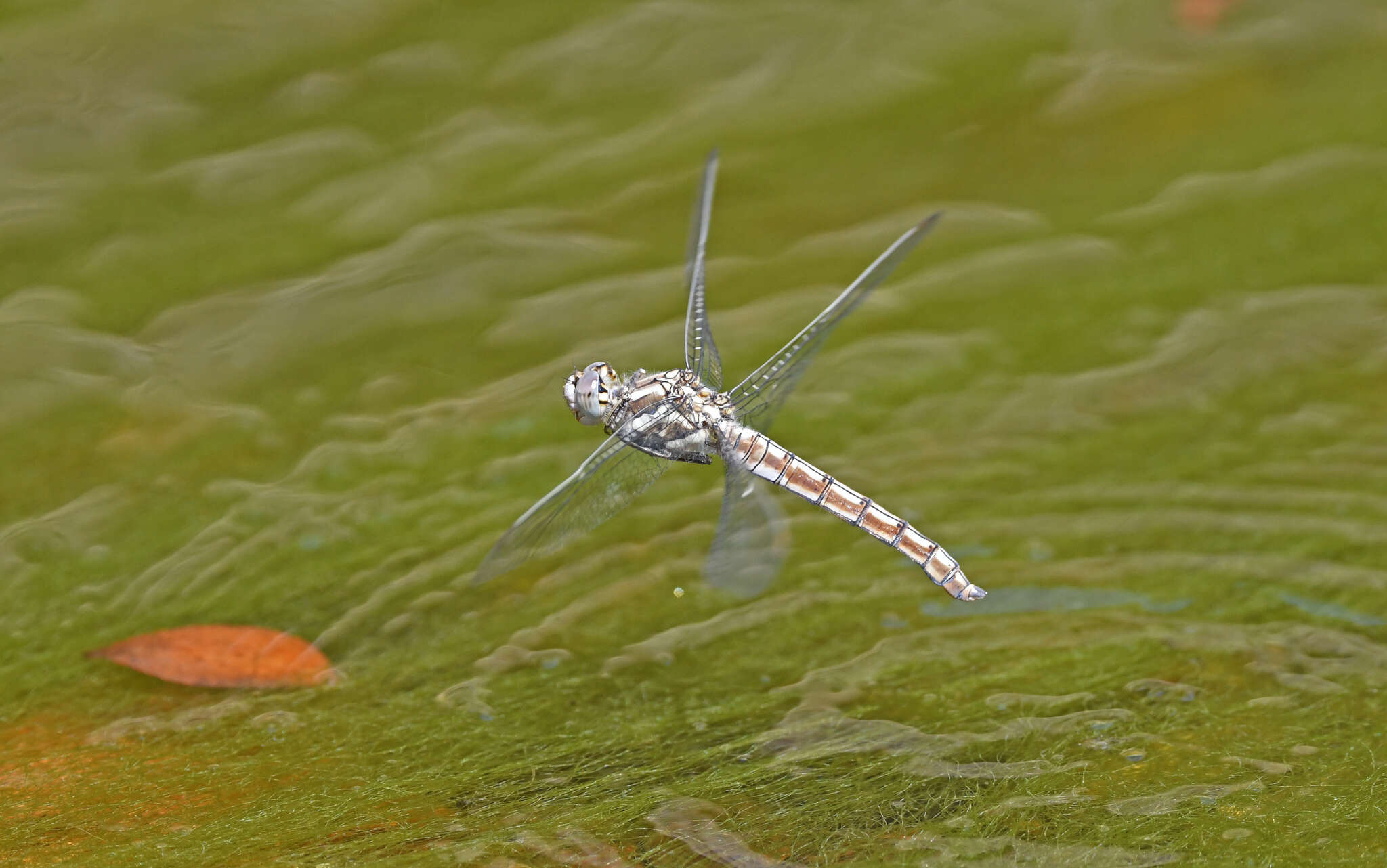 Image of <i>Orthetrum brunneum cycnos</i> Selys 1848