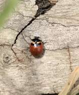 Image of Three-banded Lady Beetle