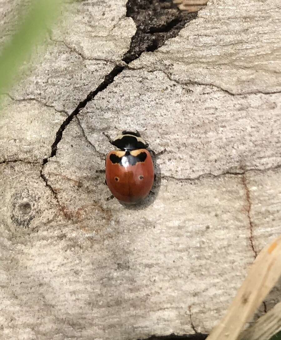 Image of Three-banded Lady Beetle