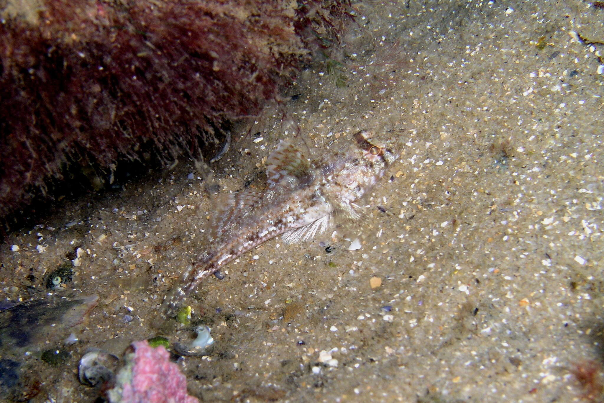 Plancia ëd Nesogobius pulchellus (Castelnau 1872)