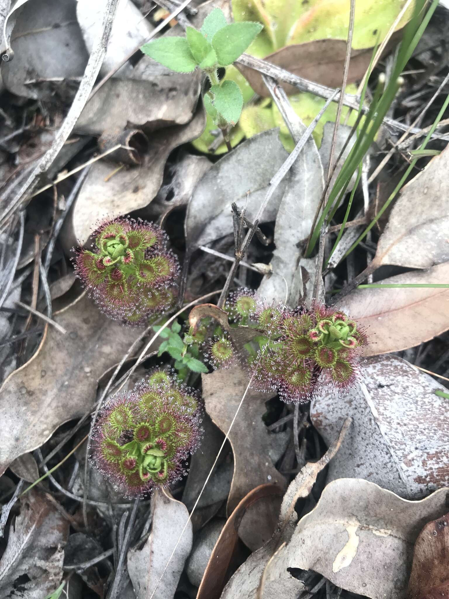 Image de Drosera stolonifera Endl.