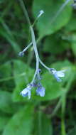 Plancia ëd Andersonglossum boreale (Fernald) J. I. Cohen