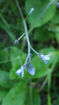 Image de Andersonglossum boreale (Fernald) J. I. Cohen