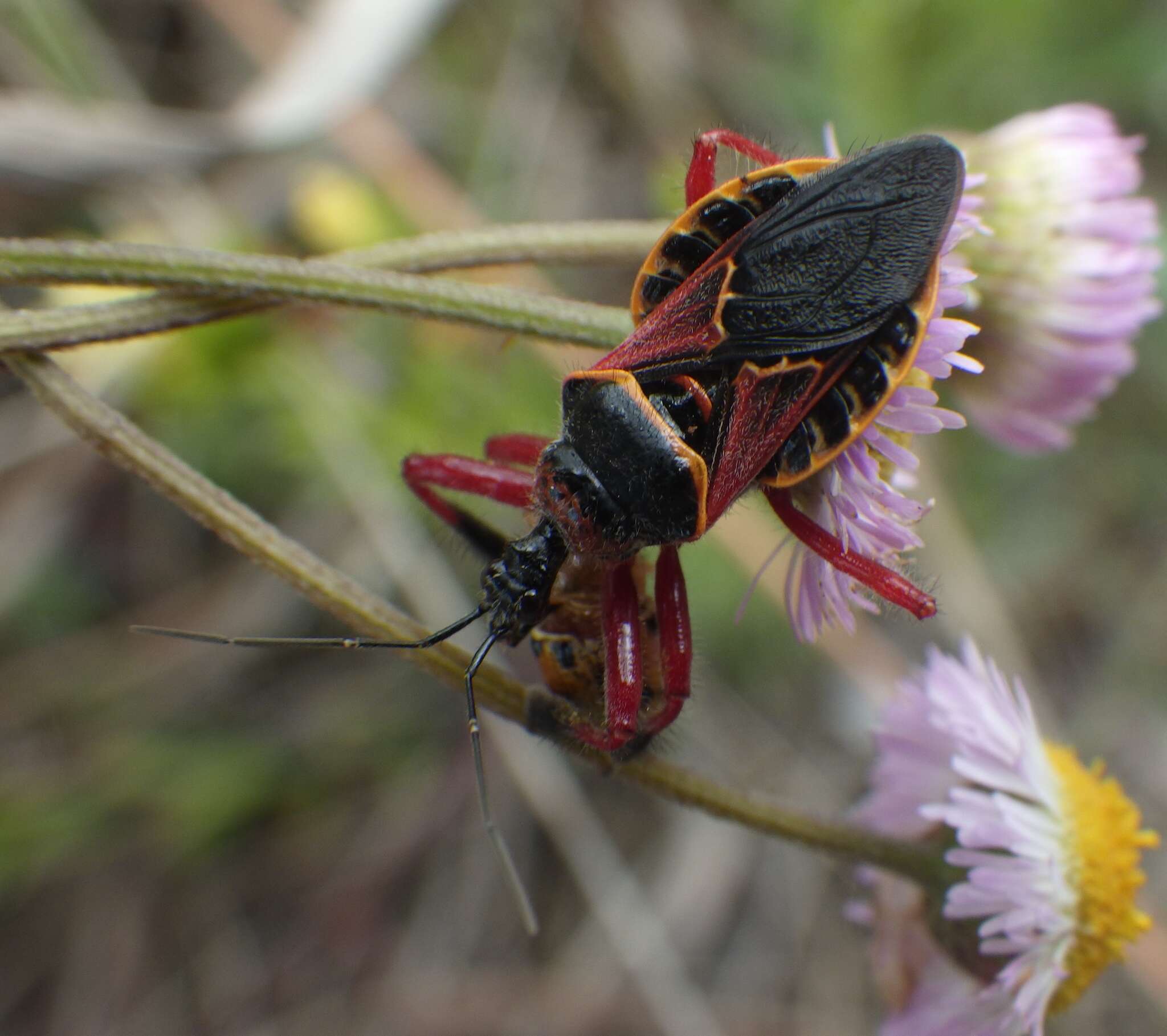 Image de Apiomerus floridensis Berniker & Szerlip ex Berniker et al. 2011